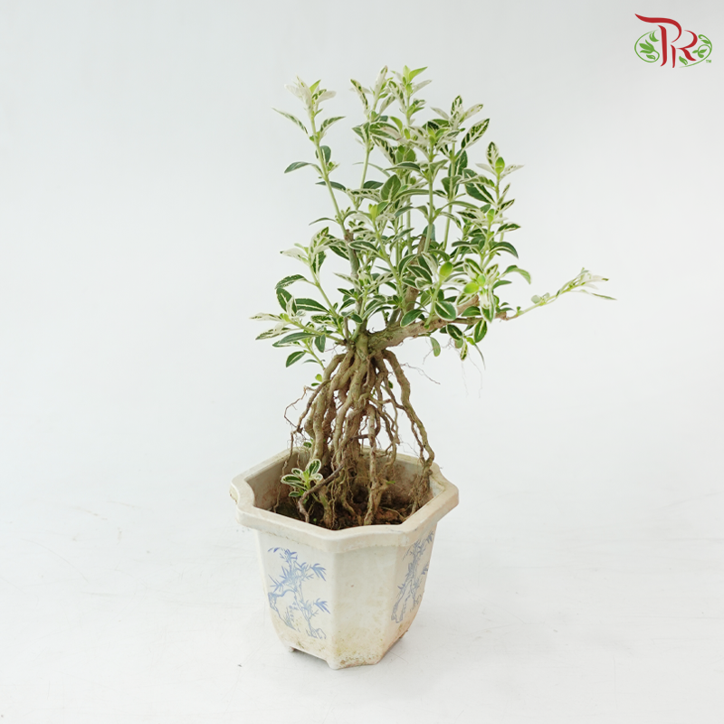 Serissa Japonica Root P105A《六月雪》(T09)
