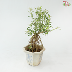 Serissa Japonica Root P105A《六月雪》(T09)