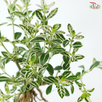Serissa Japonica Root P105A《六月雪》(T09)