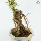 Serissa Japonica Root P105A《六月雪》(T09)