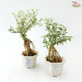 Serissa Japonica Root P105A《六月雪》(T09)
