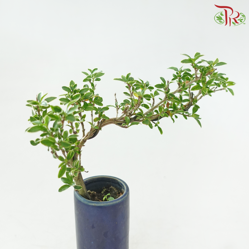 Serissa Varie Bonsai《蓝盆造型六月雪》