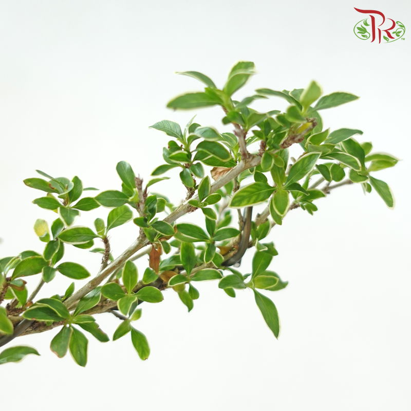 Serissa Varie Bonsai《蓝盆造型六月雪》