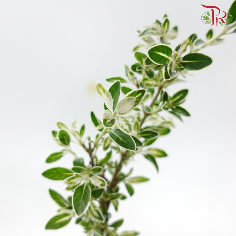 Serissa Varie Cliff《悬崖造型六月雪》