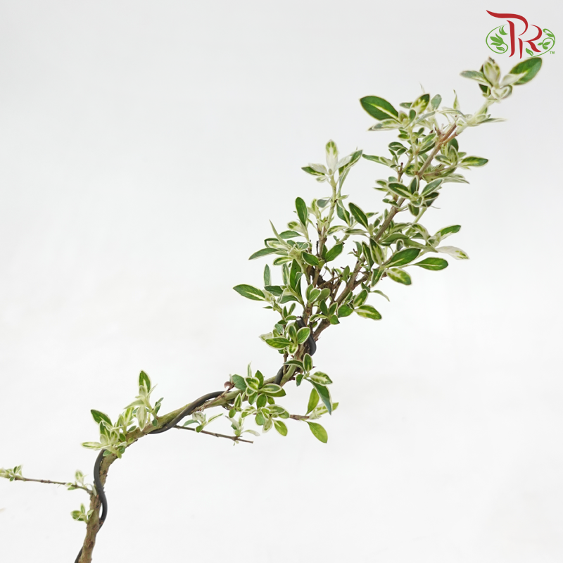 Serissa Varie Cliff《悬崖造型六月雪》