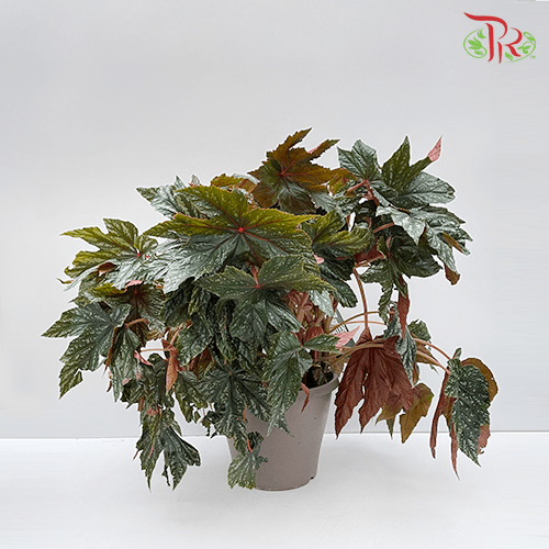 Begonia Gryphon《鹰狮秋海棠》 - Pudu Ria Florist