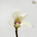 Big Magnolia Yulan《玉兰枝》