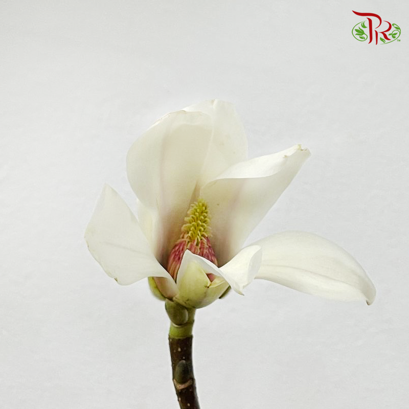 Magnolia Yulan《玉兰枝》