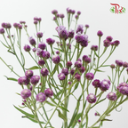 Saussurea