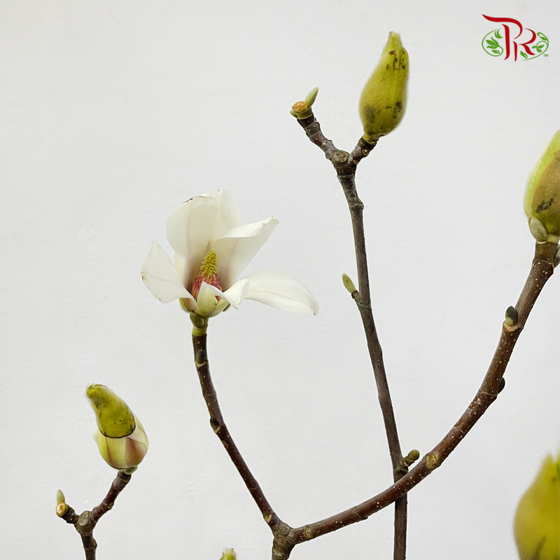 Magnolia Yulan《玉兰枝》