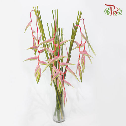 Pendula Pink - (Per Stem) - Pudu Ria Florist