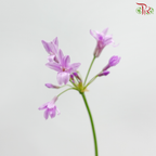 Silene Pendula