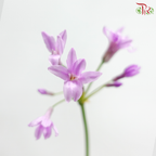 Silene Pendula