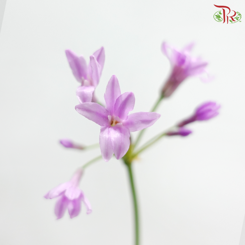 Silene Pendula