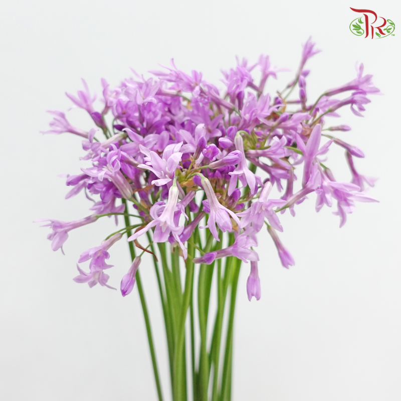 Silene Pendula