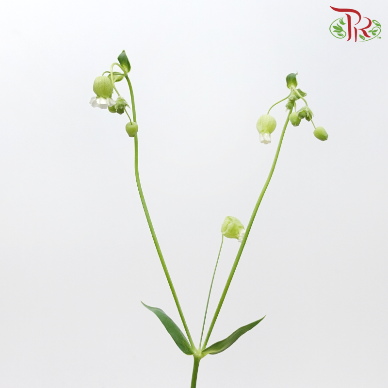 Silene