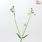 Silene
