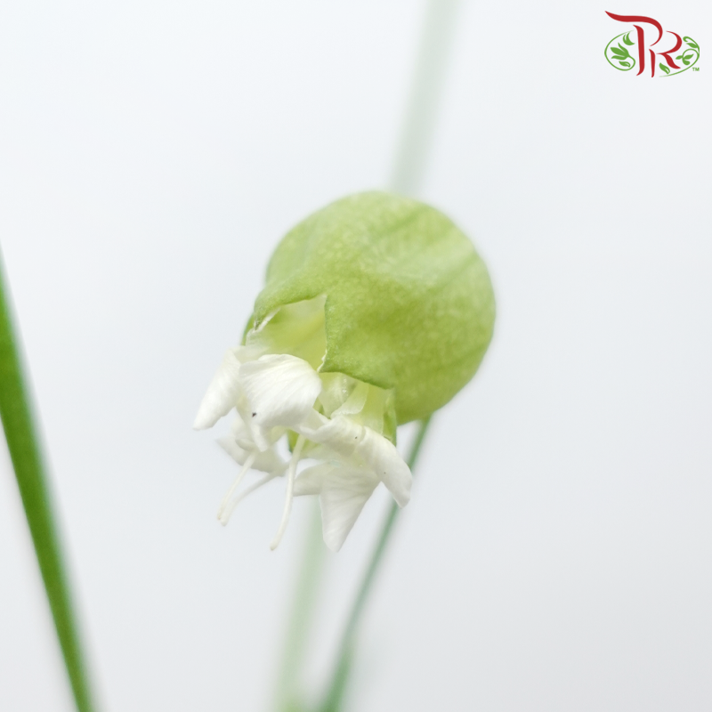 Silene
