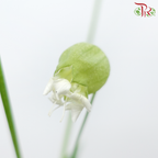 Silene