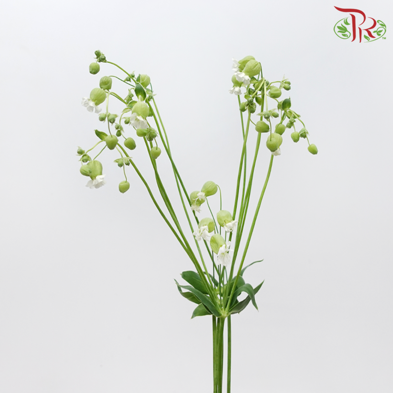 Silene