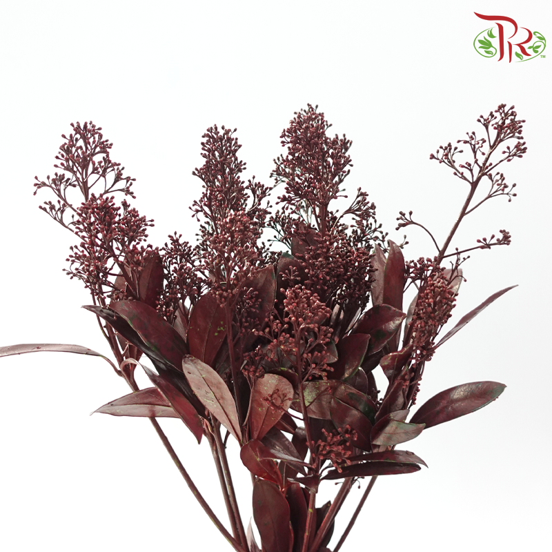 Skimmia