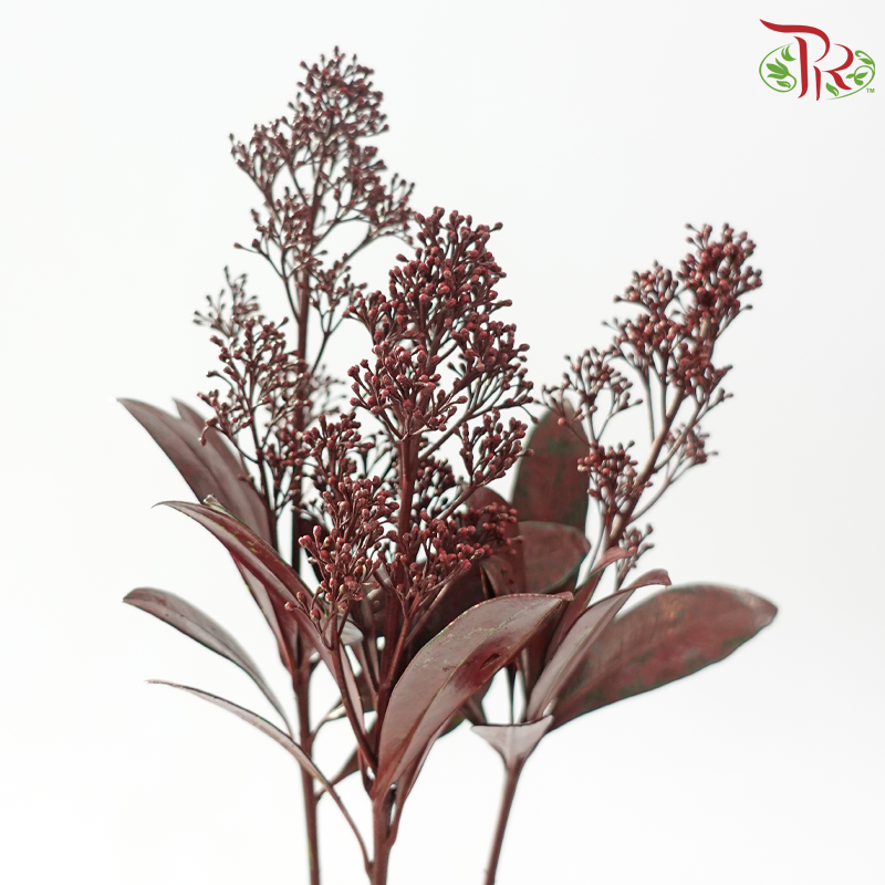 Skimmia