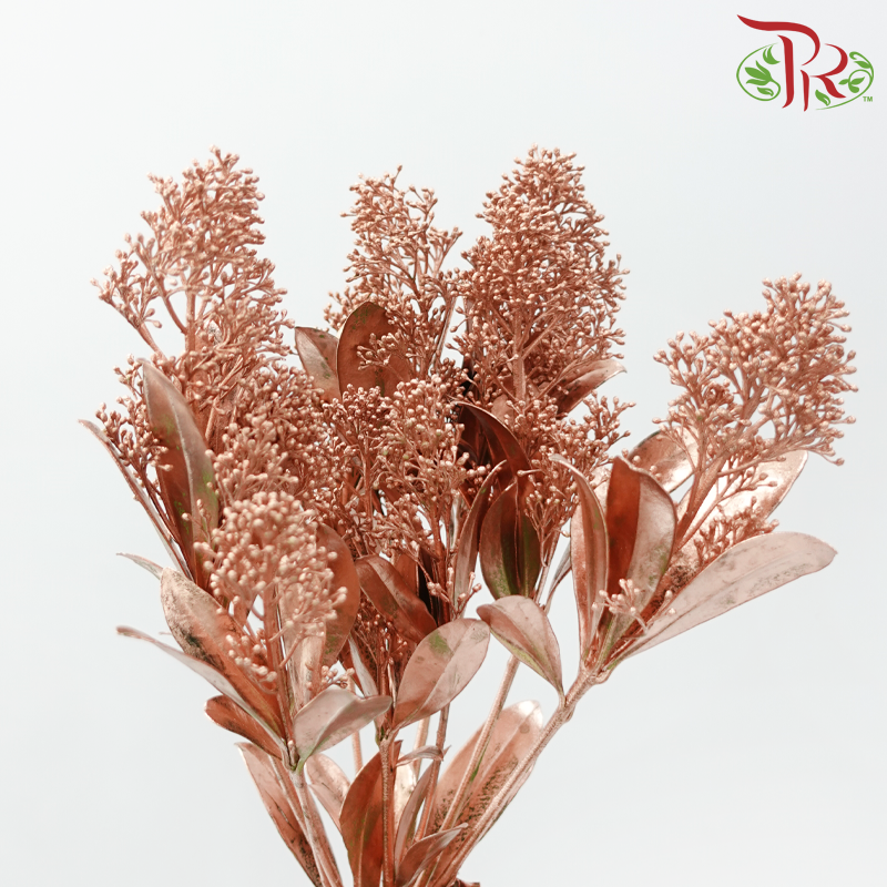 Skimmia Dyed