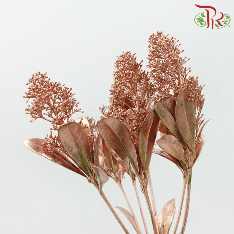 Skimmia Dyed