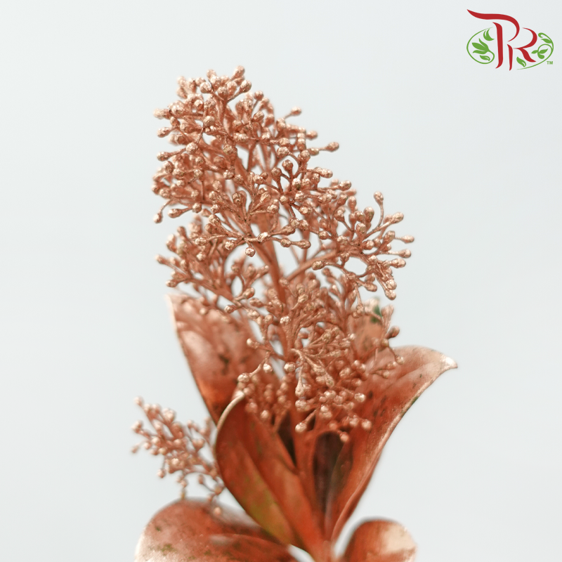 Skimmia Dyed