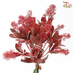 Skimmia