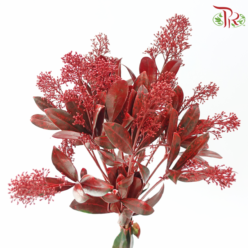 Skimmia