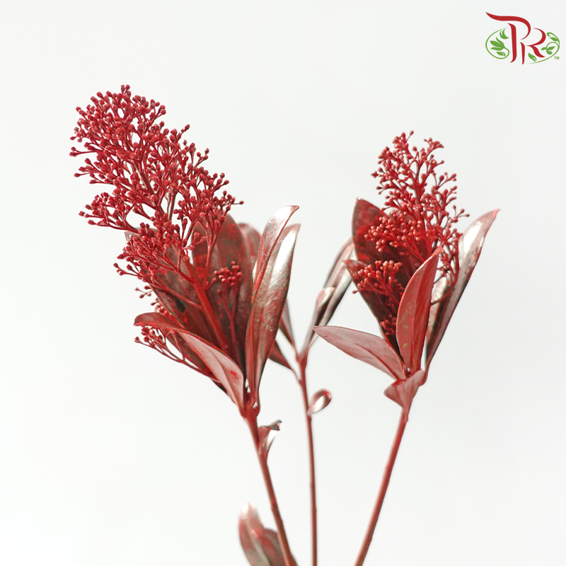 Skimmia