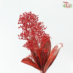 Skimmia