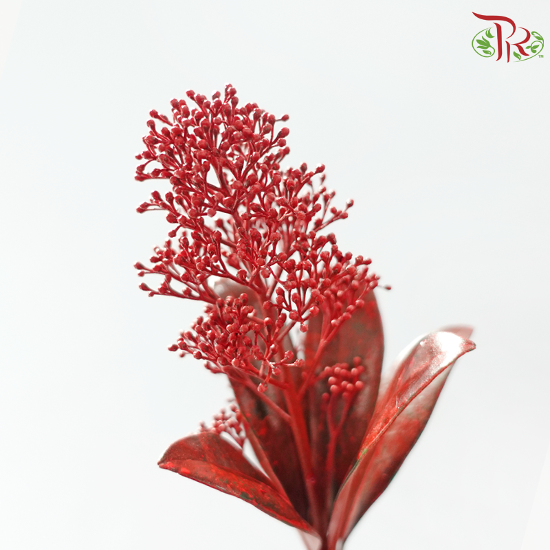 Skimmia