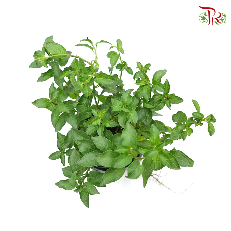 Solanum Jasminioides 《素馨葉白英》 - Pudu Ria Florist
