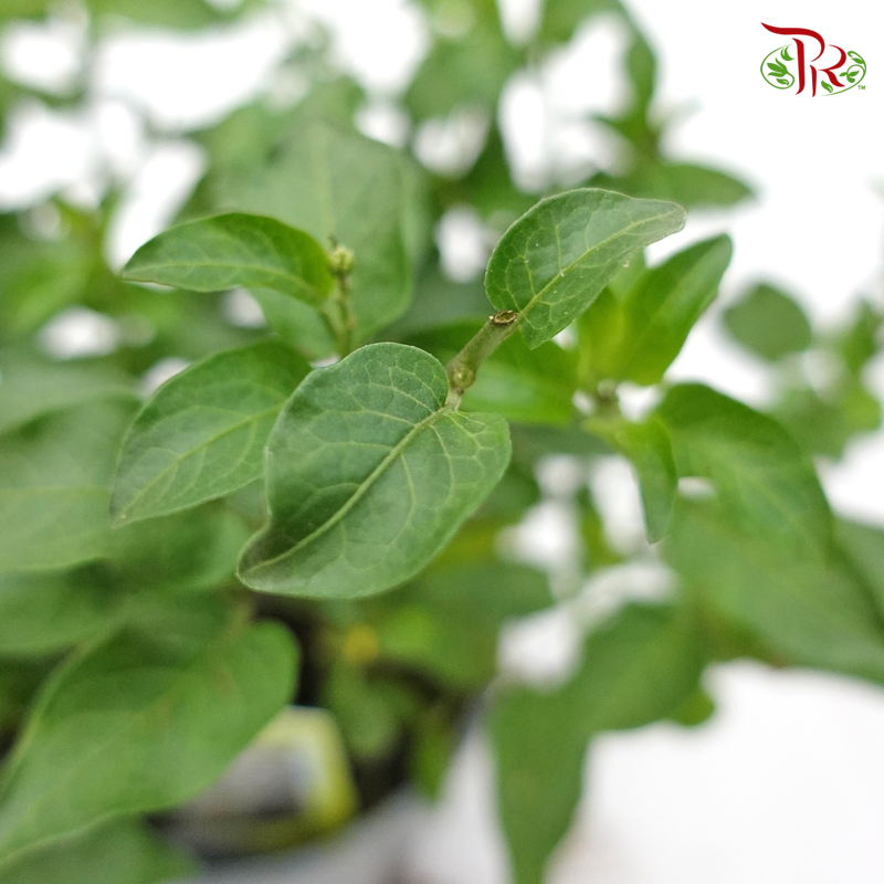 Solanum Jasminioides 《素馨葉白英》 - Pudu Ria Florist