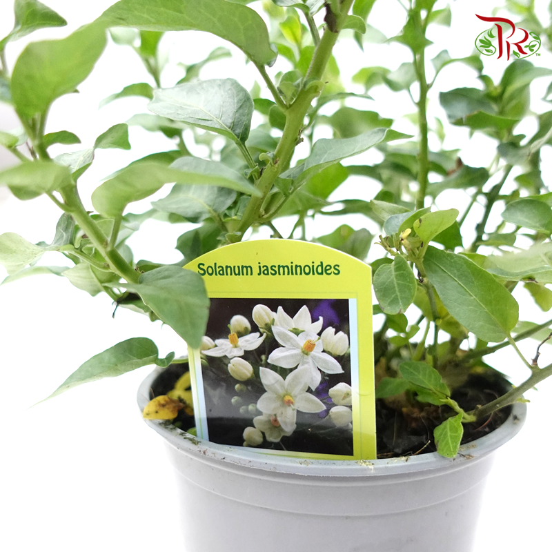 Solanum Jasminioides 《素馨葉白英》 - Pudu Ria Florist