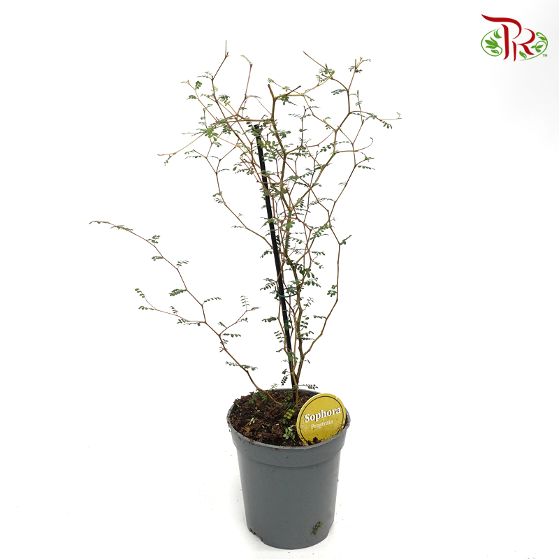 Sophora Prostrata《童话树》 - Pudu Ria Florist