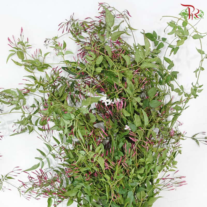 Spanish Jasmine