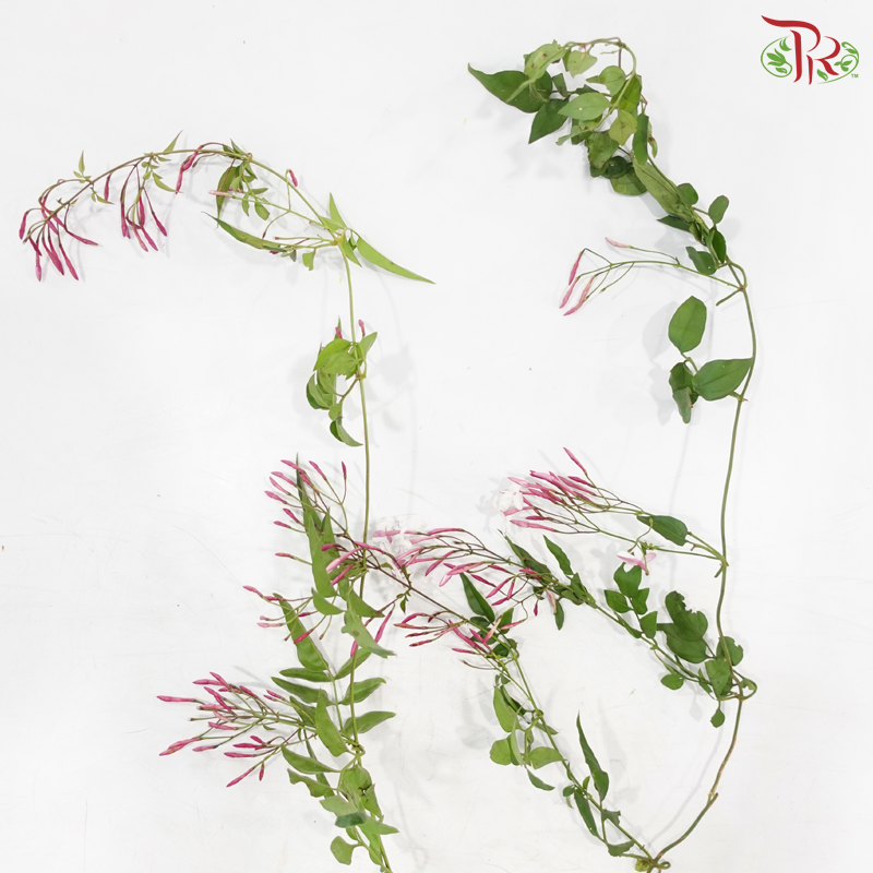 Spanish Jasmine
