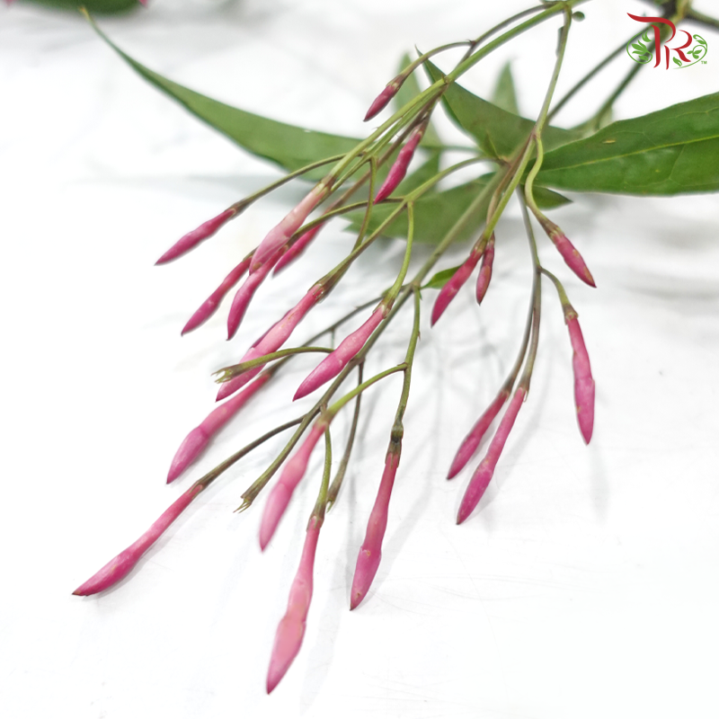 Spanish Jasmine