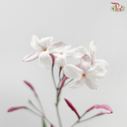 Spanish Jasmine