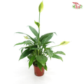 Spathiphyllum Mojo 《白掌》 - Pudu Ria Florist