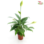 Spathiphyllum Mojo 《白掌》 - Pudu Ria Florist