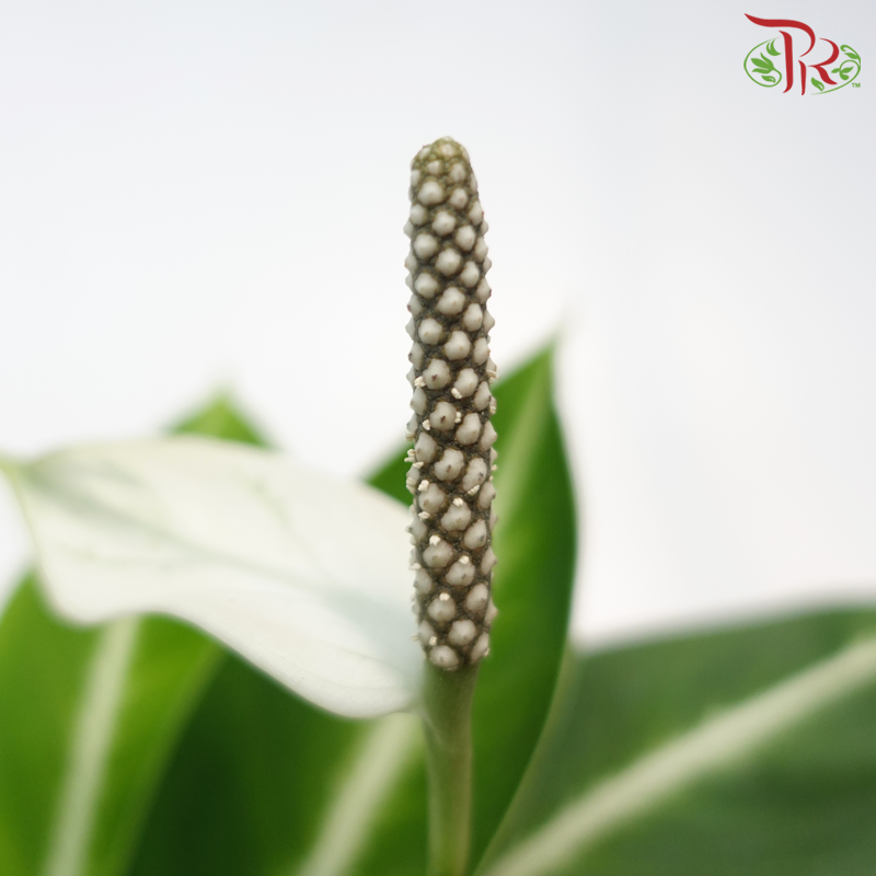Spathiphyllum Zebra《白鹤芋》