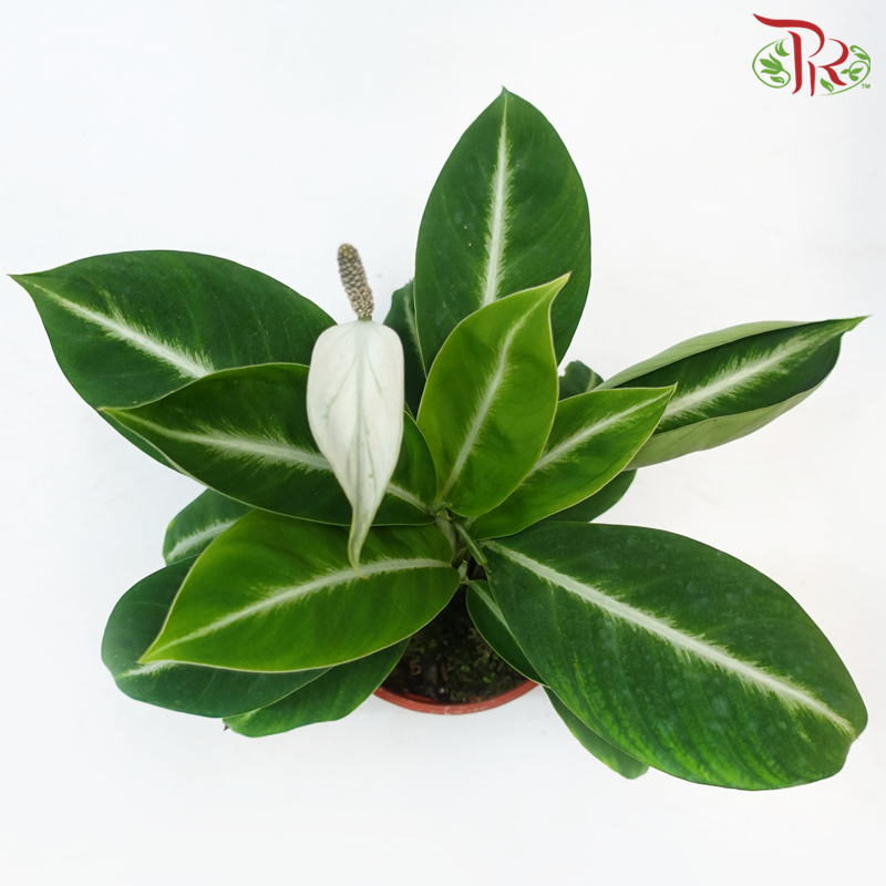 Spathiphyllum Zebra《白鹤芋》