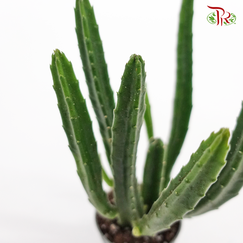 Stapelia Leendertziae  《鐘樓閣-魔星花属》 - Pudu Ria Florist