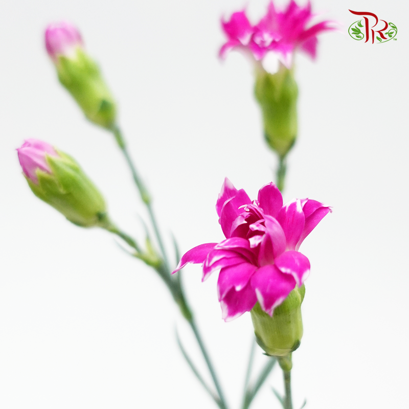 Star - Fruity Tessano (9-10 Stems) - Pudu Ria Florist