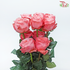 Star Rose Garden