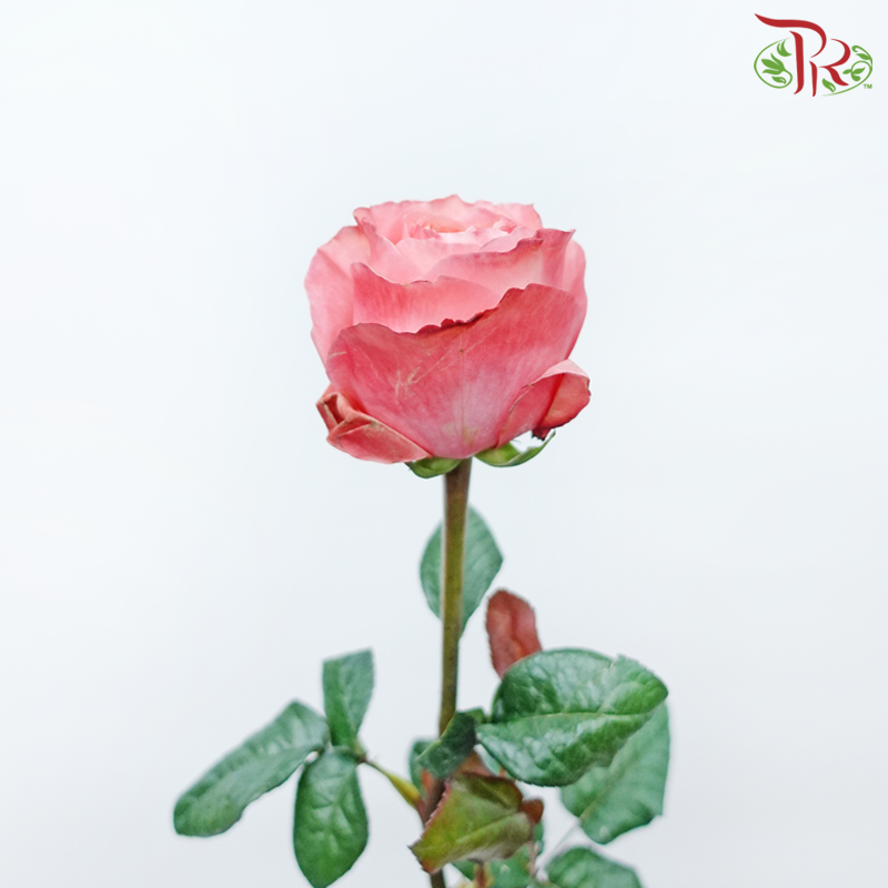 Star Rose Garden